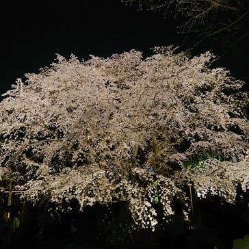 六義園に投稿された画像（2025/3/27）