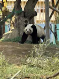 恩賜上野動物園に投稿された画像（2025/3/27）