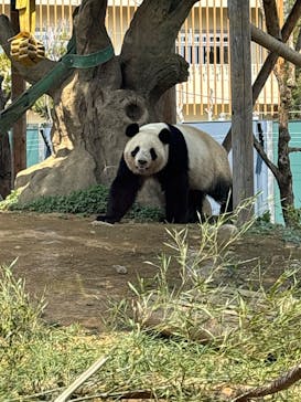 恩賜上野動物園に投稿された画像（2025/3/27）