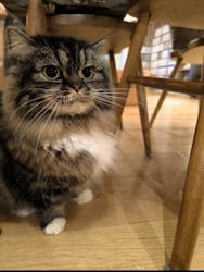 猫カフェモカ　池袋東口店に投稿された画像（2025/3/26）