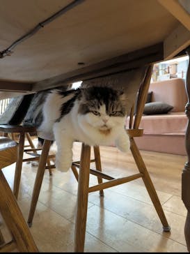 猫カフェモカ　池袋東口店に投稿された画像（2025/3/26）