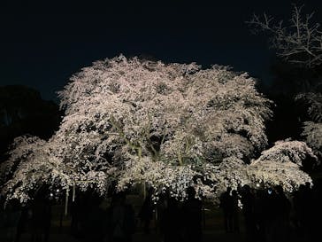六義園に投稿された画像（2025/3/25）