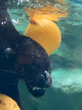 名古屋市東山動植物園に投稿された画像（2025/3/27）