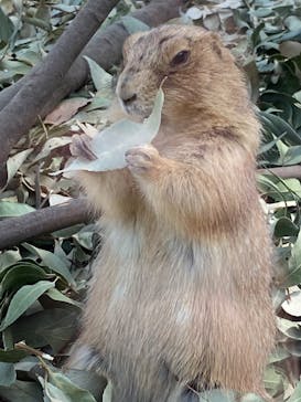 名古屋市東山動植物園に投稿された画像（2025/3/27）
