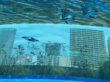 サンシャイン水族館に投稿された画像（2025/3/27）