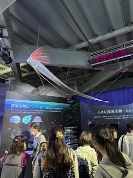 新江ノ島水族館に投稿された画像（2025/3/27）