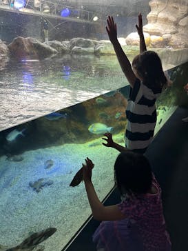 新江ノ島水族館に投稿された画像（2025/3/27）