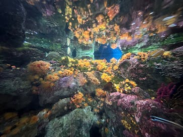 新江ノ島水族館に投稿された画像（2025/3/27）