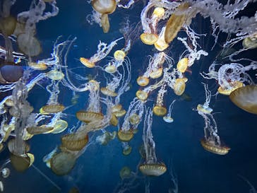 新江ノ島水族館に投稿された画像（2025/3/27）