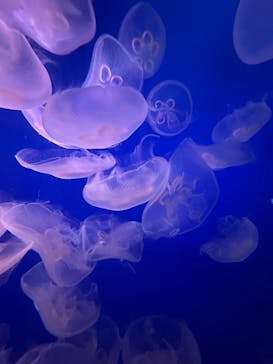 新江ノ島水族館に投稿された画像（2025/3/27）