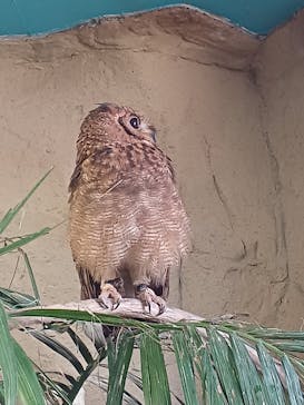 那須どうぶつ王国に投稿された画像（2025/3/27）