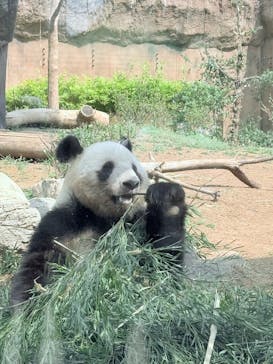 恩賜上野動物園に投稿された画像（2025/3/27）