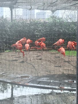 恩賜上野動物園に投稿された画像（2025/3/27）