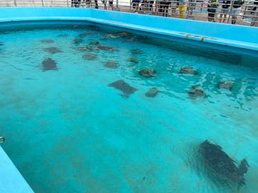 沖縄美ら海水族館に投稿された画像（2025/3/27）