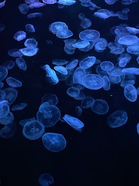 すみだ水族館に投稿された画像（2025/3/27）