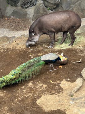 伊豆シャボテン動物公園に投稿された画像（2025/3/27）