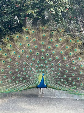 伊豆シャボテン動物公園に投稿された画像（2025/3/27）