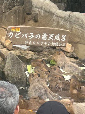 伊豆シャボテン動物公園に投稿された画像（2025/3/27）