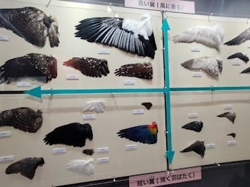 特別展「鳥～ゲノム解析が解き明かす新しい鳥類の系統～」に投稿された画像（2025/3/27）