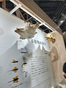 特別展「鳥～ゲノム解析が解き明かす新しい鳥類の系統～」に投稿された画像（2025/3/27）