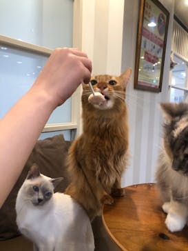 猫カフェモカ　立川店に投稿された画像（2025/3/27）