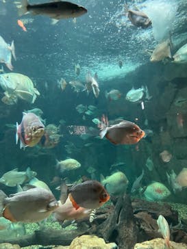 ナガシマスパーランドに投稿された画像（2025/3/27）