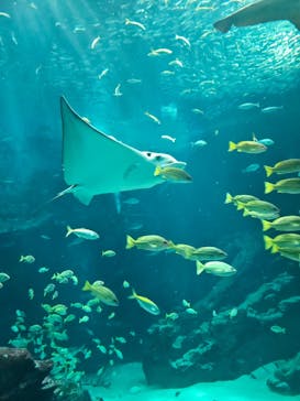 マリンワールド海の中道に投稿された画像（2025/3/27）