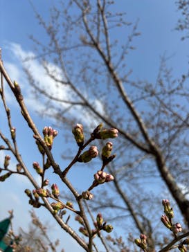 モビリティリゾートもてぎに投稿された画像（2025/3/27）