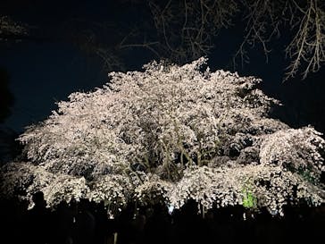 六義園に投稿された画像（2025/3/27）