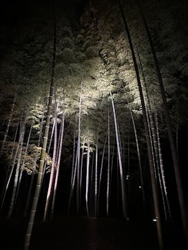 六義園に投稿された画像（2025/3/27）