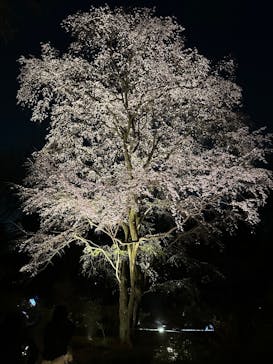 六義園に投稿された画像（2025/3/27）