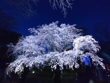 六義園に投稿された画像（2025/3/27）