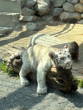 東武動物公園に投稿された画像（2025/3/27）