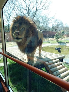 東京動物園協会_多摩動物公園に投稿された画像（2025/3/27）