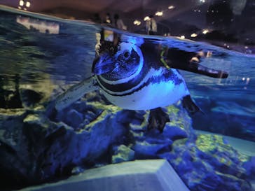 すみだ水族館に投稿された画像（2025/3/27）