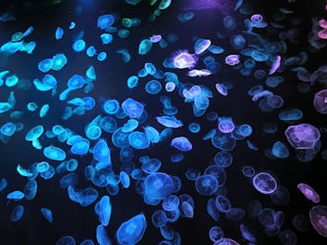 すみだ水族館に投稿された画像（2025/3/27）