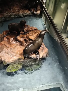 すみだ水族館に投稿された画像（2025/3/27）