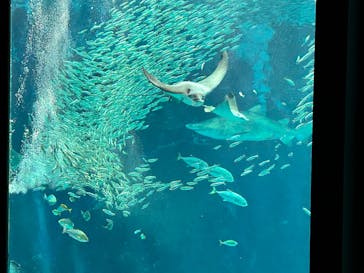 マリンワールド海の中道に投稿された画像（2025/3/27）