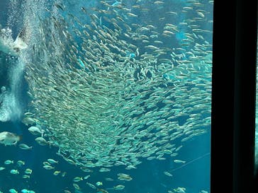 マリンワールド海の中道に投稿された画像（2025/3/27）