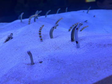 マリンワールド海の中道に投稿された画像（2025/3/27）