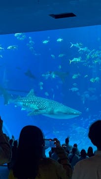 沖縄美ら海水族館に投稿された画像（2025/3/27）