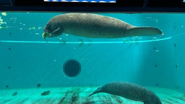 沖縄美ら海水族館に投稿された画像（2025/3/27）
