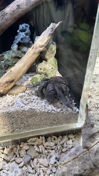 沖縄美ら海水族館に投稿された画像（2025/3/27）