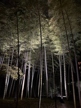 六義園に投稿された画像（2025/3/27）