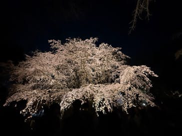 六義園に投稿された画像（2025/3/27）