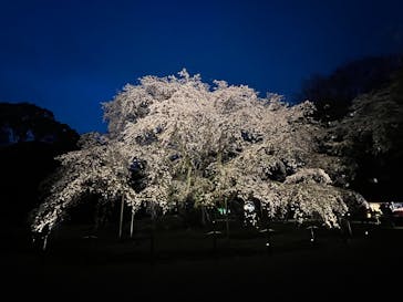 六義園に投稿された画像（2025/3/27）
