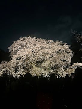 六義園に投稿された画像（2025/3/27）