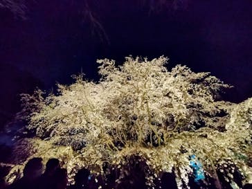 六義園に投稿された画像（2025/3/27）