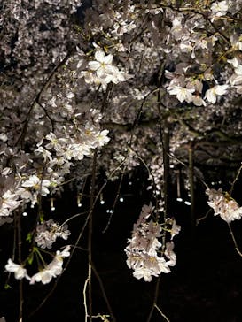 六義園に投稿された画像（2025/3/27）