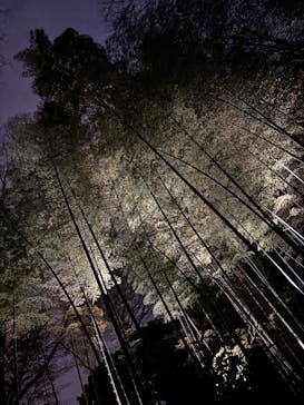 六義園に投稿された画像（2025/3/27）